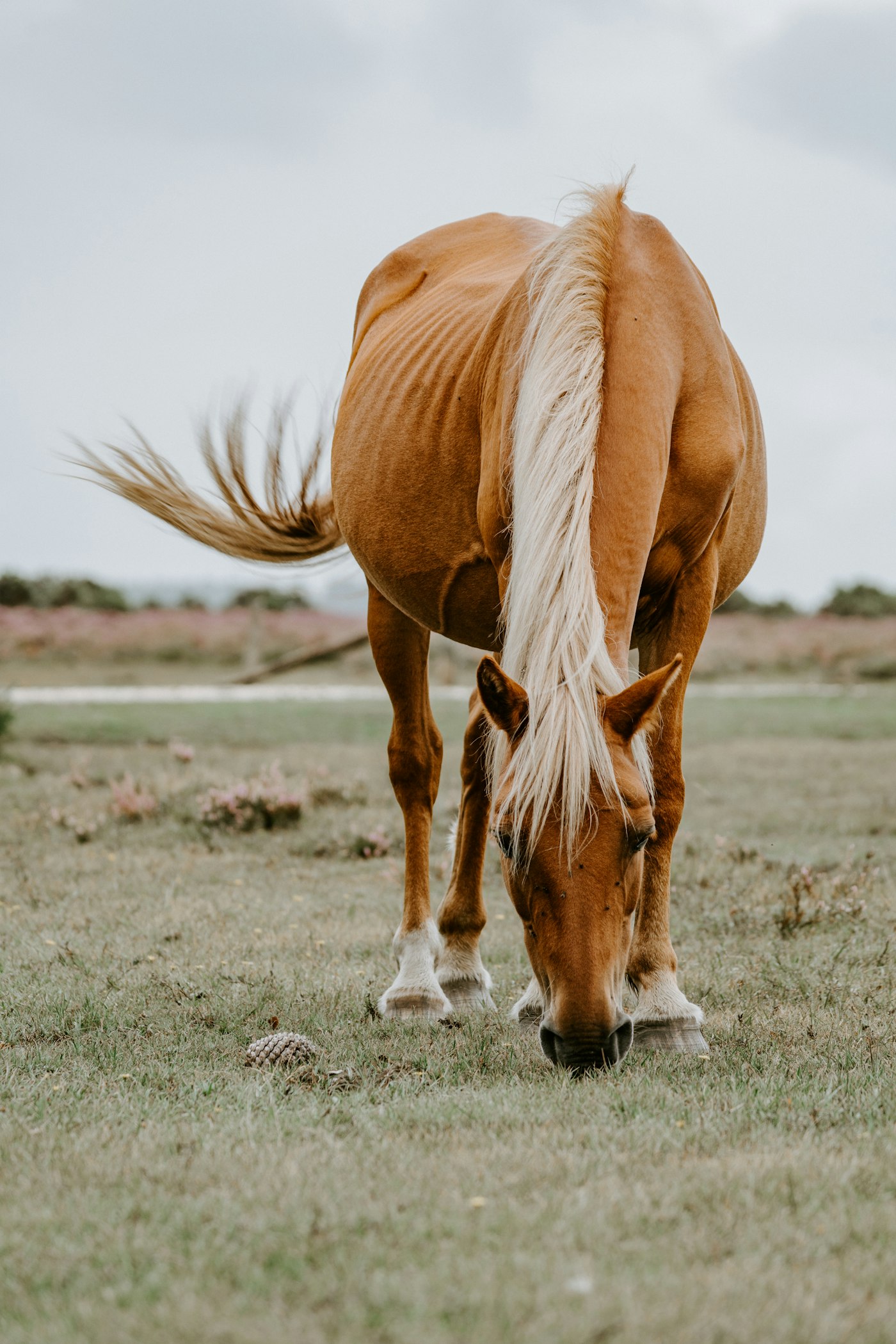 EIPH: Bleeding in Racing Horses and Camels