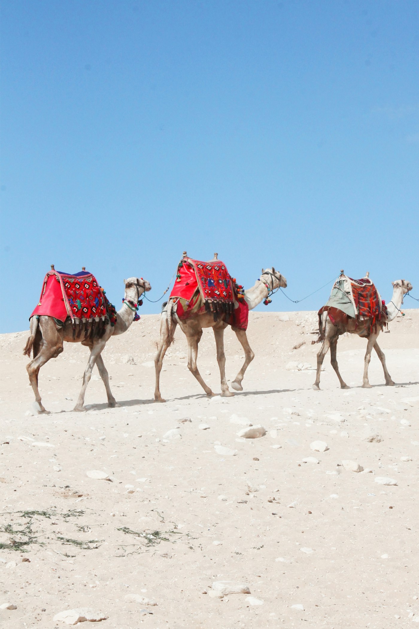 Electrolytes for Racing Camels: What Camel Sweat Actually Loses