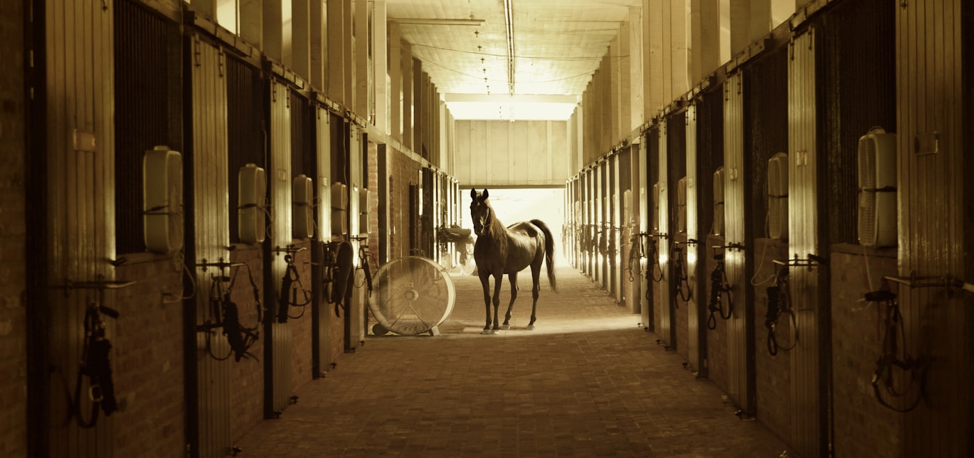 Storing Veterinary Medicines When the Yard Hits 45 °C